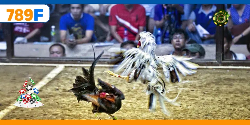 Đá Gà C3 – Giải Đấu Hấp Dẫn Quy Tụ Những Chiến Kê Mạnh Nhất 3 Chiến kê bền bỉ tạo điểm nhấn trong cá cược trực tuyến