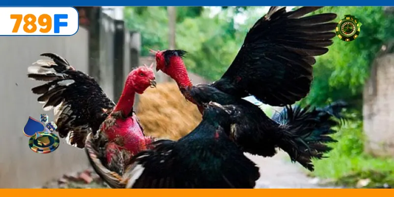 Đá Gà C3 – Giải Đấu Hấp Dẫn Quy Tụ Những Chiến Kê Mạnh Nhất 3 Chiến kê mạnh mẽ tạo nên trận đấu kịch tính