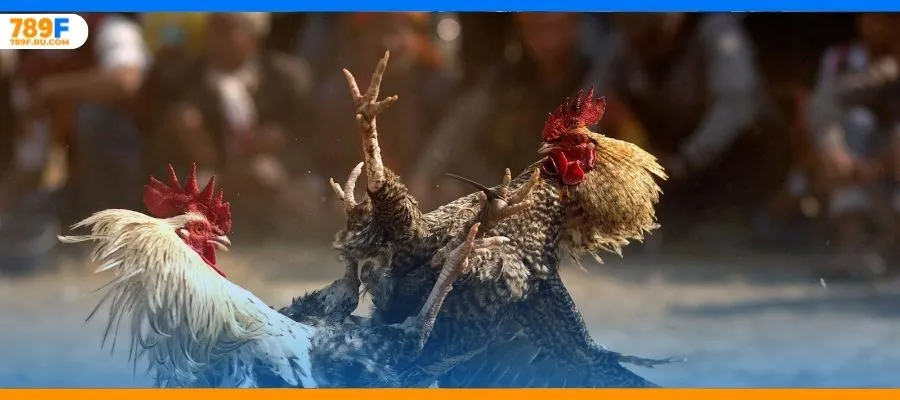 Cơ bản về đá gà thomo cho kê thủ mới vô nghề