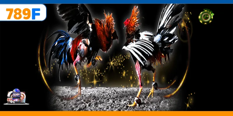 Đá Gà Đòn Và Sức Hút Trong Loại Hình Cá Cược Trực Tuyến 1 Đá Gà Đòn Và Sức Hút Trong Loại Hình Cá Cược Trực Tuyến