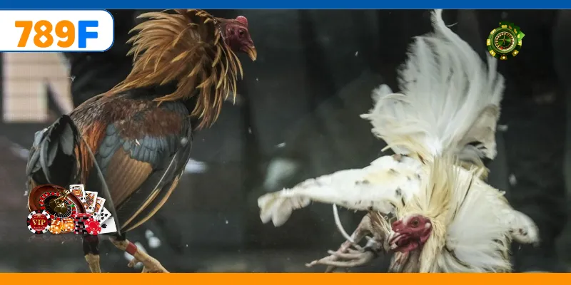 Gà Nòi – Trò Chơi Cá Cược Vô Cùng Kịch Tính Và Gay Cấn 1 Gà Nòi – Trò Chơi Cá Cược Vô Cùng Kịch Tính Và Gay Cấn