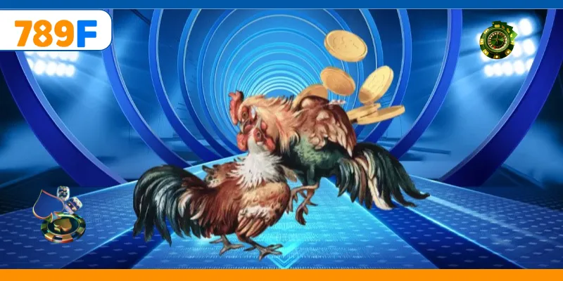 Đá Gà C3 – Giải Đấu Hấp Dẫn Quy Tụ Những Chiến Kê Mạnh Nhất 4 Người chơi phân tích gà trước khi đặt cược