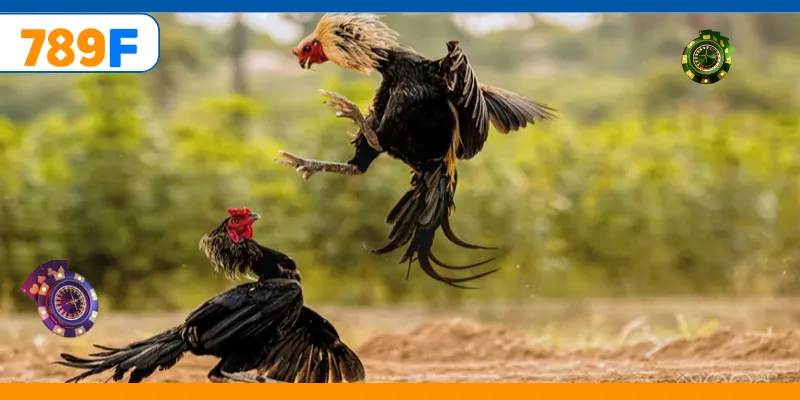 Đá Gà C3 – Giải Đấu Hấp Dẫn Quy Tụ Những Chiến Kê Mạnh Nhất 2 Trải nghiệm cá cược đá gà cựa dao online hấp dẫn