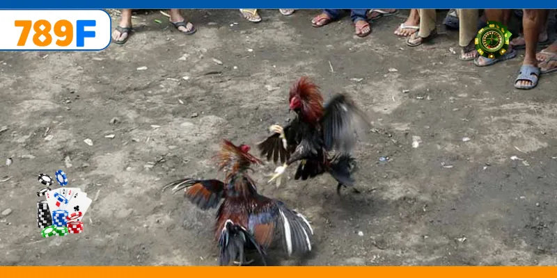 Đá Gà C3 – Giải Đấu Hấp Dẫn Quy Tụ Những Chiến Kê Mạnh Nhất 2 Trận đá gà đòn online kịch tính thu hút người chơi