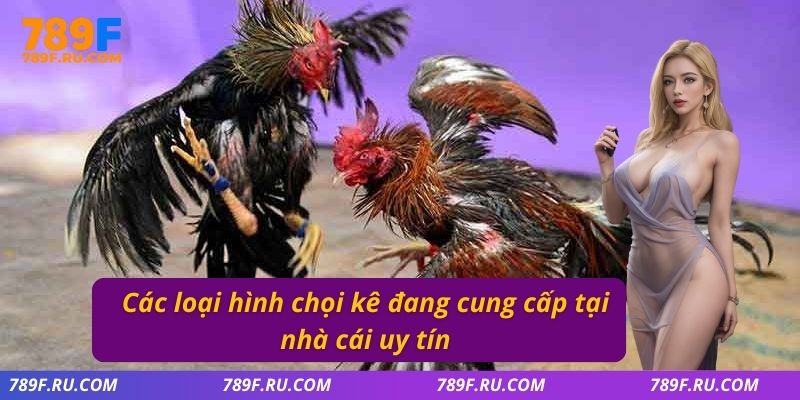 Đá Gà C2 | Trải Nghiệm Trận Đấu Kịch Tính, Hấp Dẫn Từng Phút 3 Các loại hình chọi kê đang cung cấp tại nhà cái uy tín