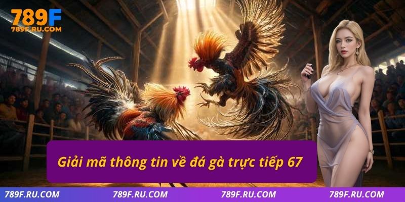 Đá Gà C2 | Trải Nghiệm Trận Đấu Kịch Tính, Hấp Dẫn Từng Phút 2 Giải mã thông tin về đá gà trực tiếp 67